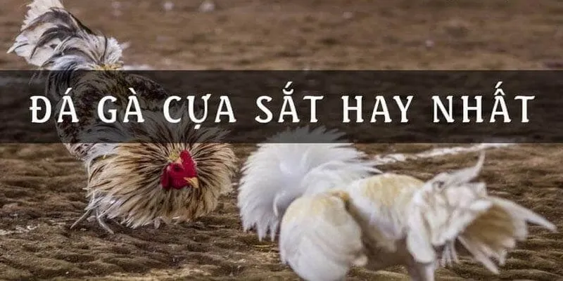 Tìm hiểu về đá gà cựa sắt